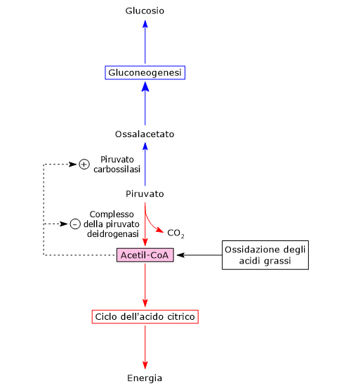 Destino del piruvato: precursore per la gluconeogenesi o substrato energetico e ruolo dell’acetil-Co