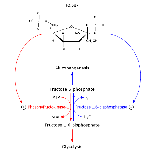 Role of fructose 2,6-bisphosphate in the regulation of gluconeogenesis and glycolysis