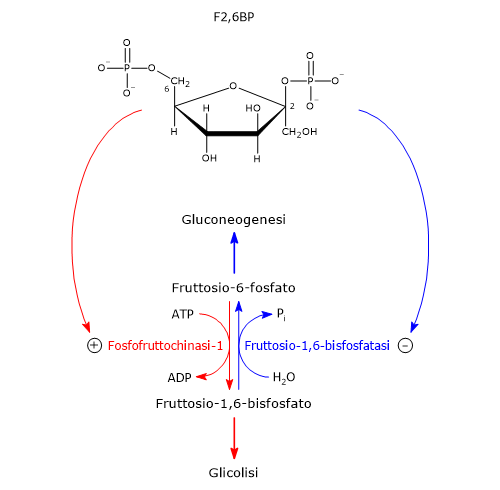 Ruolo del fruttosio-2,6-bisfosfato nella regolazione della glicolisi e gluconeogenesi