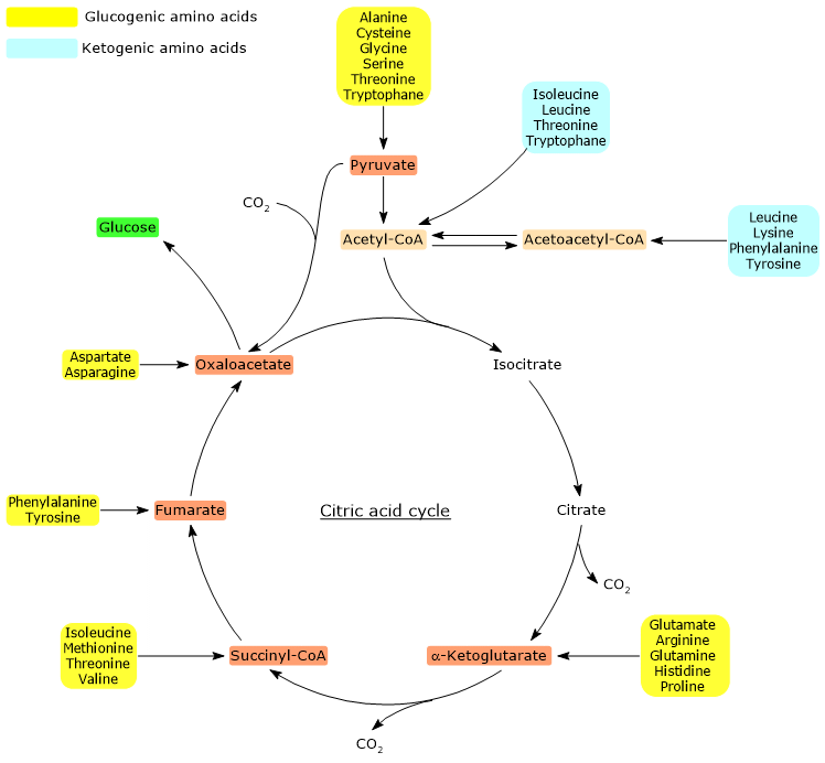 Glucogenic and ketogenic amino acids and their entry to the citric acid cycle