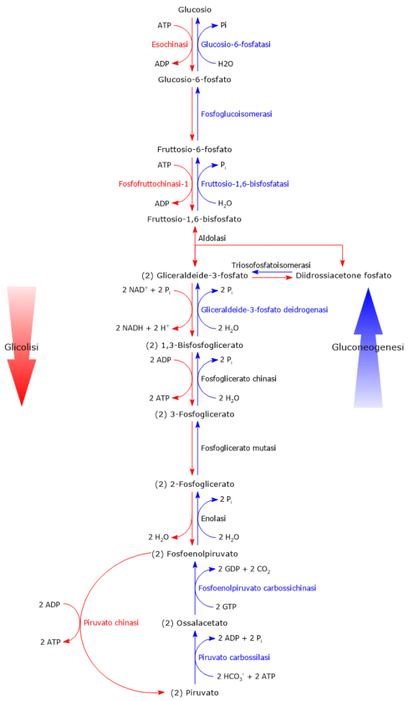 Confronto tra via glicolitica e gluconeogenesi