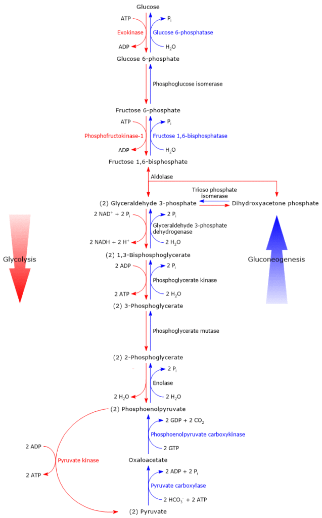 Glycolysis vs Gluconeogenesis