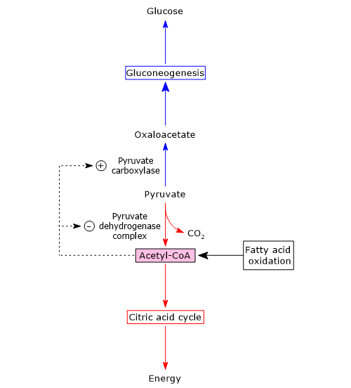 Two fates for pyruvate: synthesis of glucose or energy production, and role of acetil-CoA