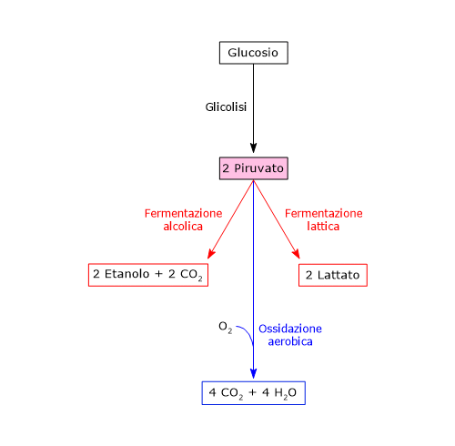 Tre possibili destini catabolici del piruvato prodotto nella glicolisi