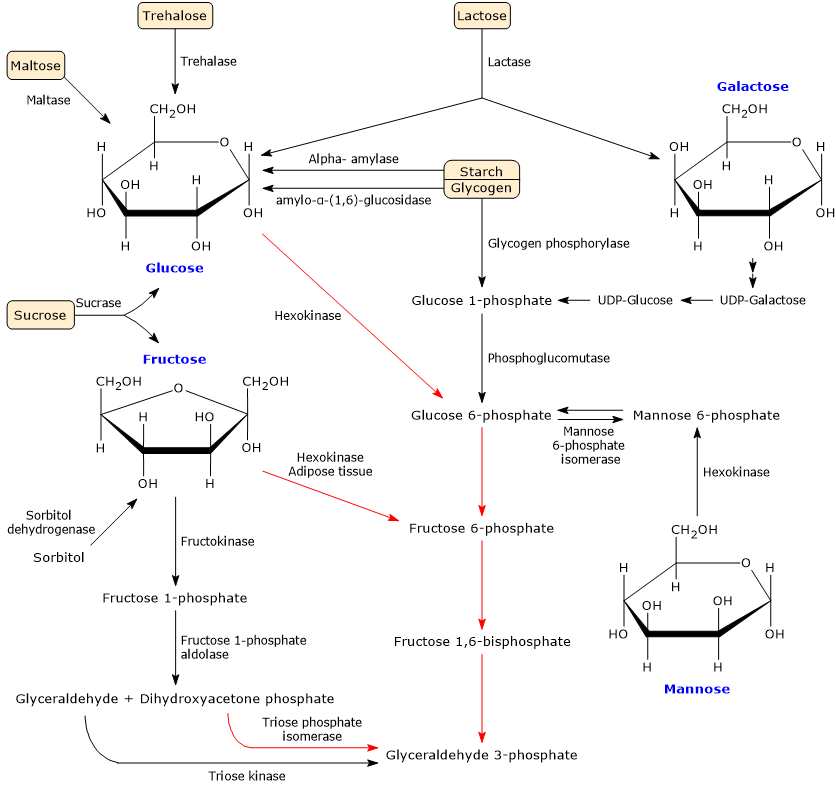 Metabolic pathways to catabolizy carbohydrates other than glucose in glycolysis
