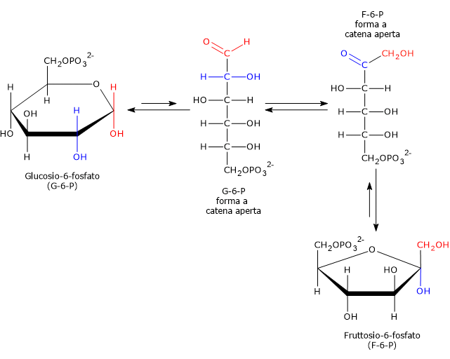 I tre passaggi della reazione catalizzata dalla fosfoglucosio isomerasi