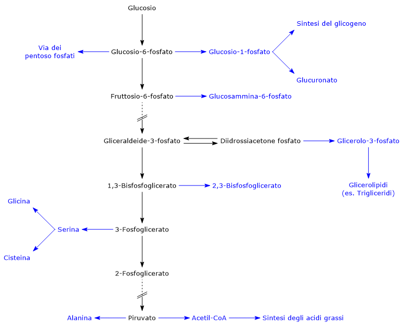 La glicolisi come fonte di precursori per le vie biosintetiche della cellula