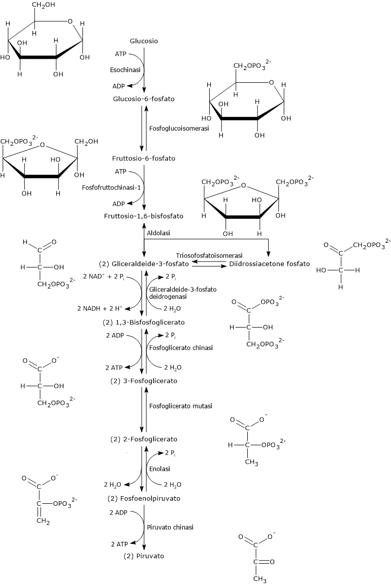 Le dieci tappe della glicolisi, gli enzimi coinvolti e gli intermedi