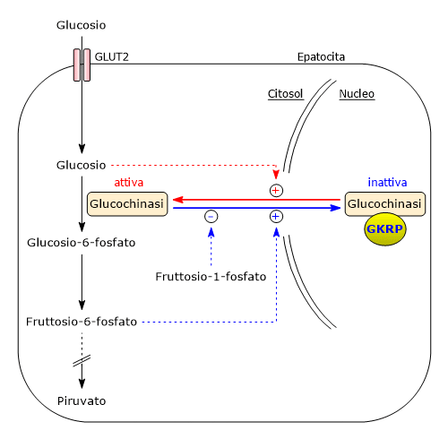 Regolazione dell'attività della glucochinasi epatica