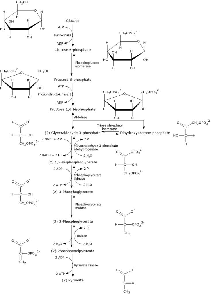 The steps of glycolysis, the enzymes involved, and the intermediates