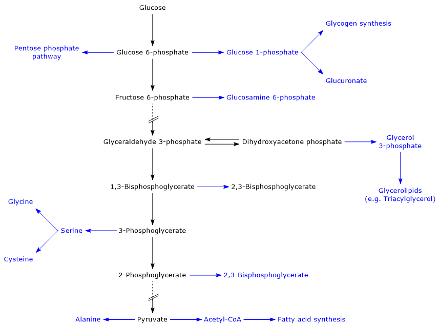 Glycolysis as a source of building blocks for biosynthesis