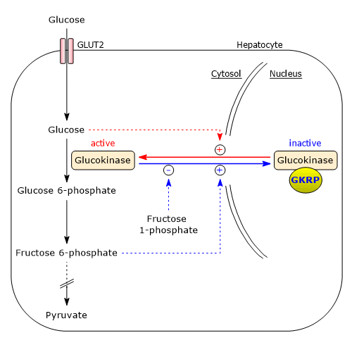 Regulation of the activity of hepatic isoform of hexokinase or glucokinase