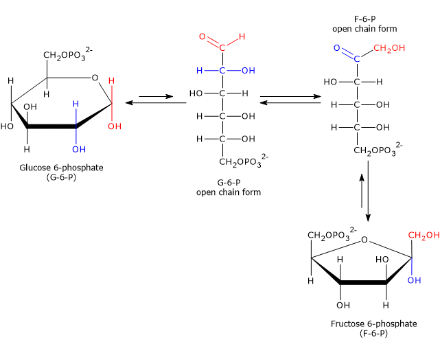The Reaction Catalyzed by Phosphoglucose Isomerase