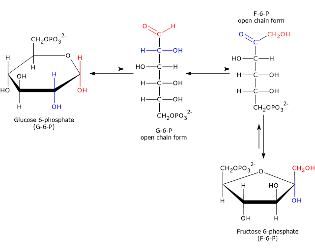 Рибоза реакция гидролиза. Глюкозо 6 фосфат в глюкозо 1 фосфат. Глюкозо 1 фосфат глюкозо 6 фосфат фруктоза 6 фосфат. D-глюкозо-6-фосфат-кетоизомераза. 6 Фосфат бета д глюкофураноза.