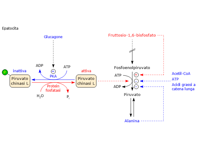 Regolazione dell'attività dell'isoforma epatica della piruvato chinasi