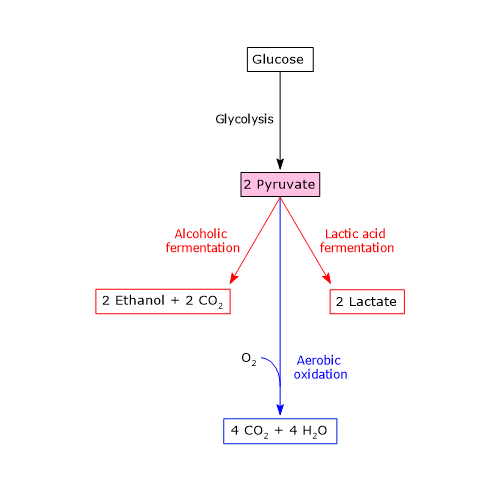 Three possible catabolic fates of pyruvate produced in glycolysis