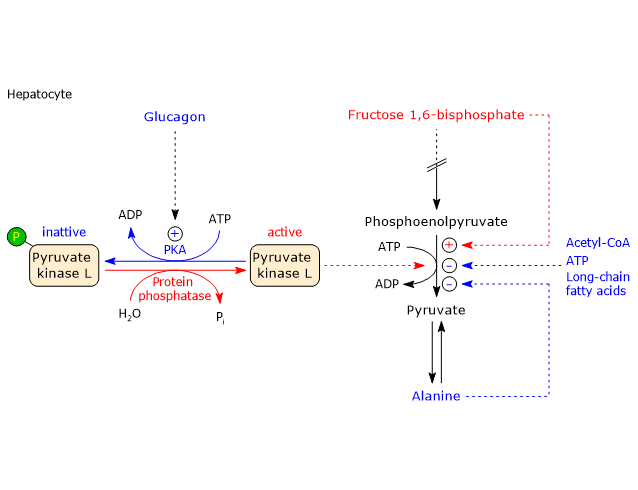 Regulation of hepatic pyruvate kinase activity