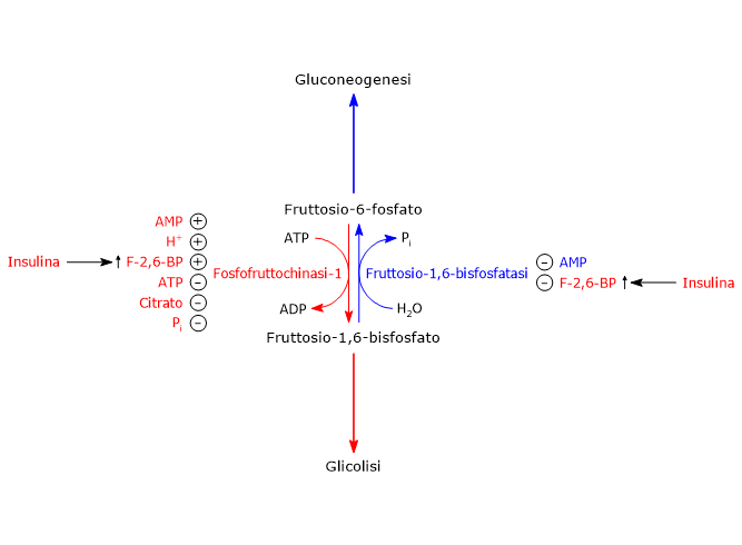 Regolazione dell'attività della fosfofruttochinasi-1 e della fruttosio-1,6-bisfosfatasi