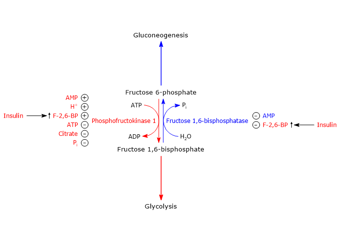 Regulation of phosphofructokinase 1 and fructose 1,6-bisphosphatase activities