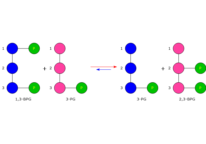 Rappresentazione schematica della sintesi del 2,3-BPG dall’1,3-BPG nello shunt di Rapoport-Luebering 