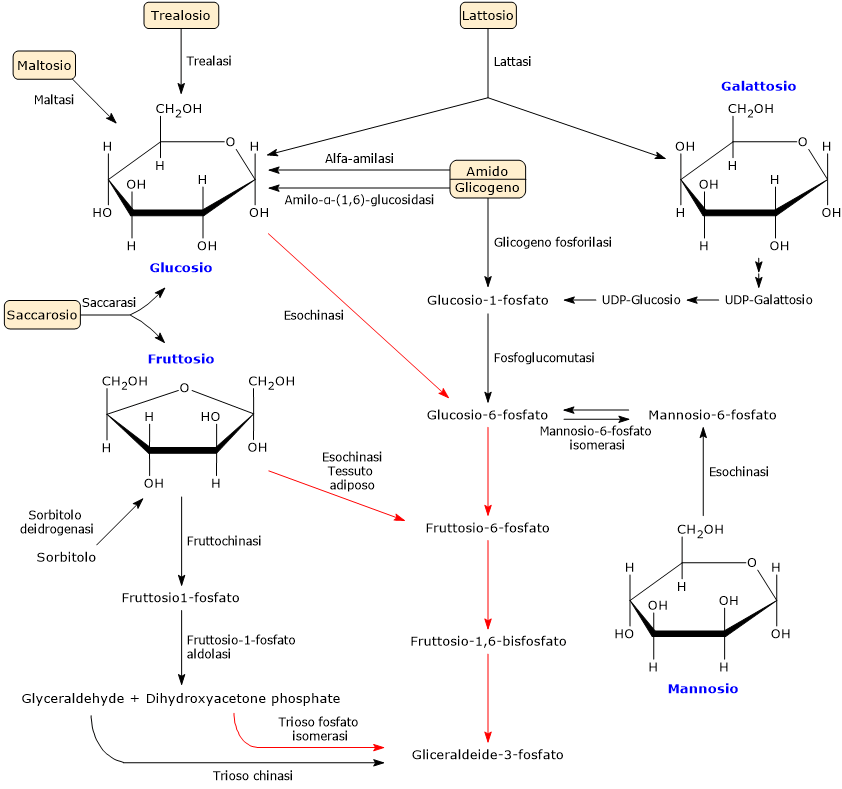 Vie metaboliche per catabolizzare carboidrati differenti dal glucosio nella glicolisi