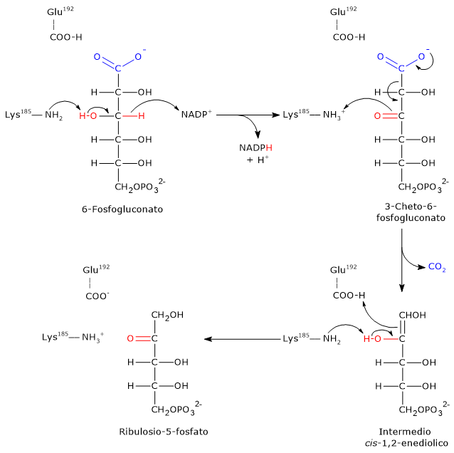 Meccanismo catalitico della 6-fosfogluconato deidrogenasi, enzima della via del pentoso fosfato