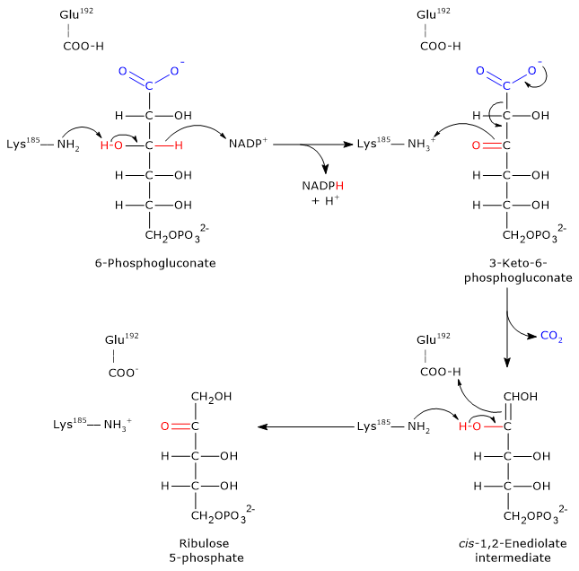Catalytic mechanism of 6-phosphogluconate dehydrogenase, enzyme of the pentose phosphate pathway