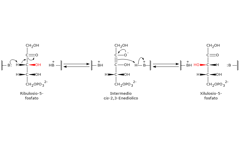 Meccanismo catalitico della fosfopentoso epimerasi, enzima della via del pentoso fosfato