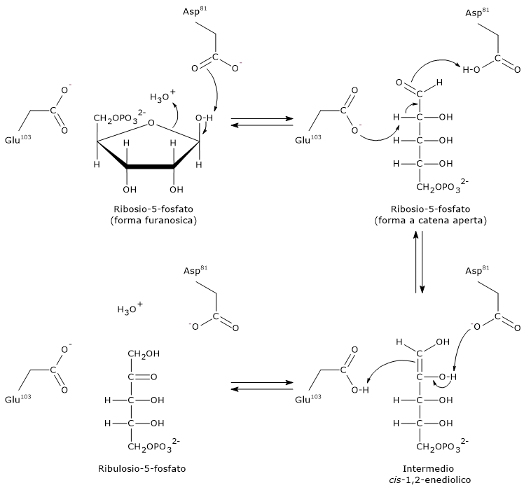 Meccanismo catalitico della fosfopentoso isomerasi, enzima della via del pentoso fosfato