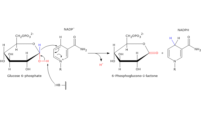 Catalytic mechanism of glucose 6-phosphate dehydrogenase, enzyme of the pentose phosphate pathway