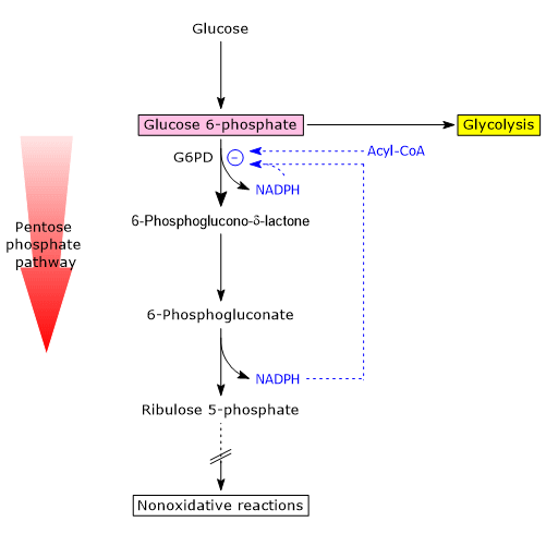 Regulation of glucose 6-phosphata dehydrogenase activity