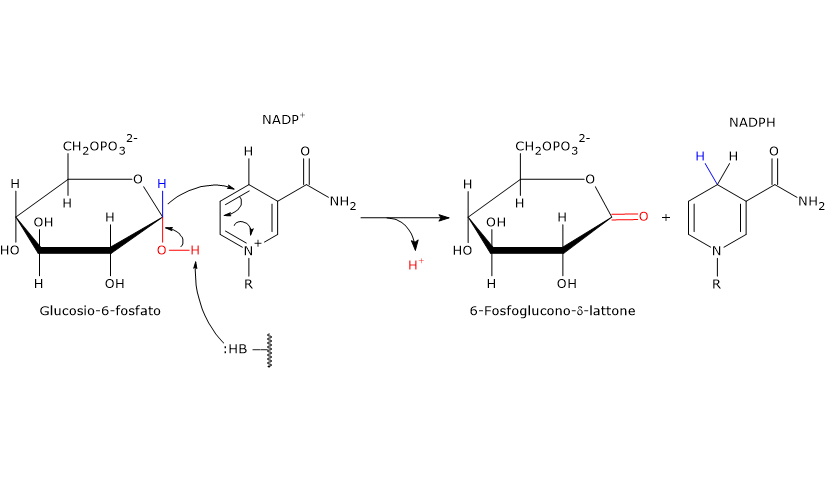 Meccanismo catalitico della glucosio-6-fosfato deidrogenasi, enzima della via del pentoso fosfato