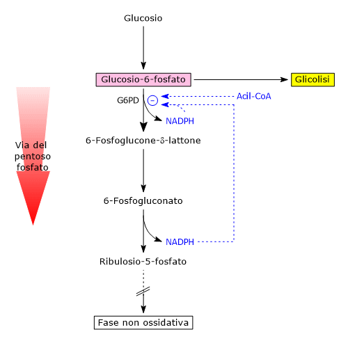 Regolazione dell'attività catalitica della glucosio-6-fosfato deidrogenasi