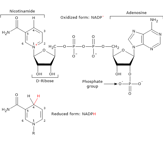 Skeletal formula of the reduced and oxidized form of nicotinamide adenine dinucleotide phosphate or NADPH