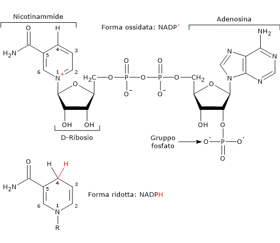 Formula di struttura della nicotinammide adenina dinucleotide fosfato in forma ridotta ed ossidata