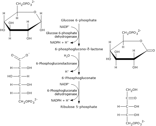 Oxidative phase of the pentose phosphate pathway