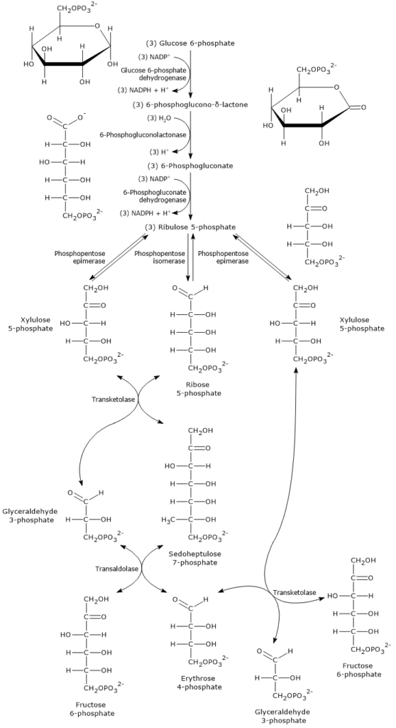 Steps of the pentose phosphate pathway, involved enzymes, intermediates, and products