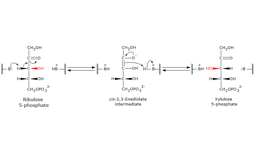 Catalytic mechanism of phosphopentose epimerase, enzyme of the pentose phosphate pathway