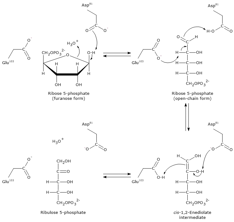 Catalytic mechanism of phosphopentose isomerase, enzyme of the pentose phosphate pathway