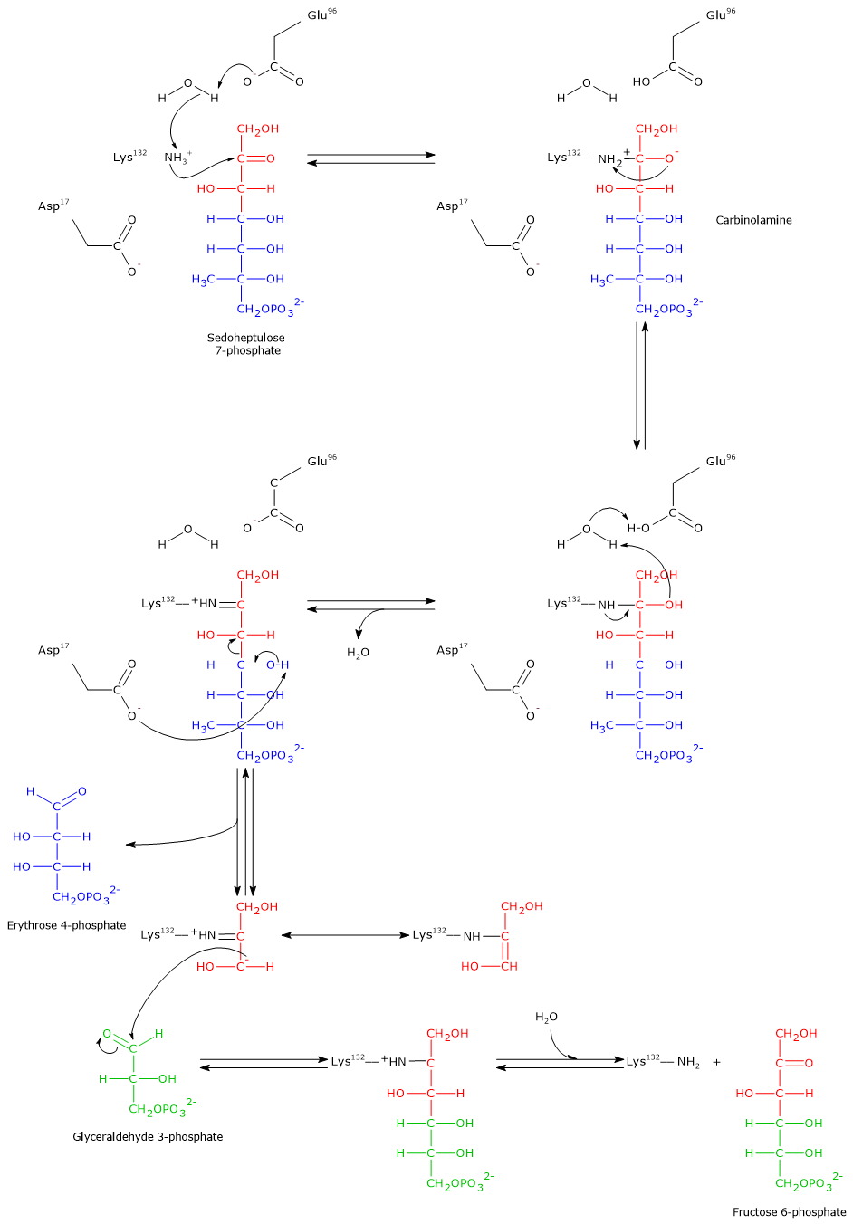 Catalytic mechanism of transaldolase, enzyme of the pentose phosphate pathway