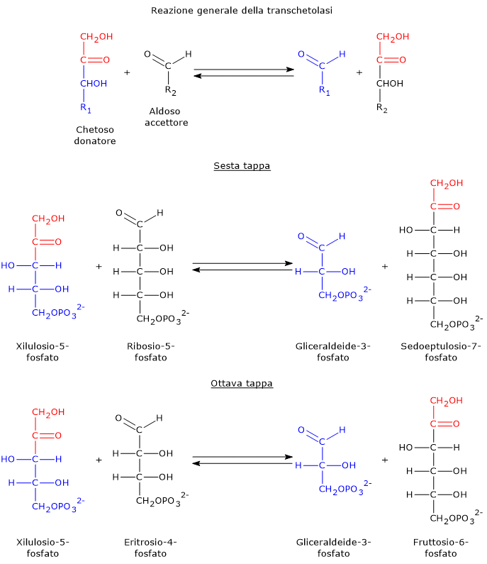 Reazione generale catalizzata dalla transchetolasi, e la sesta e l’ottava tappa della via del pentoso fosfato