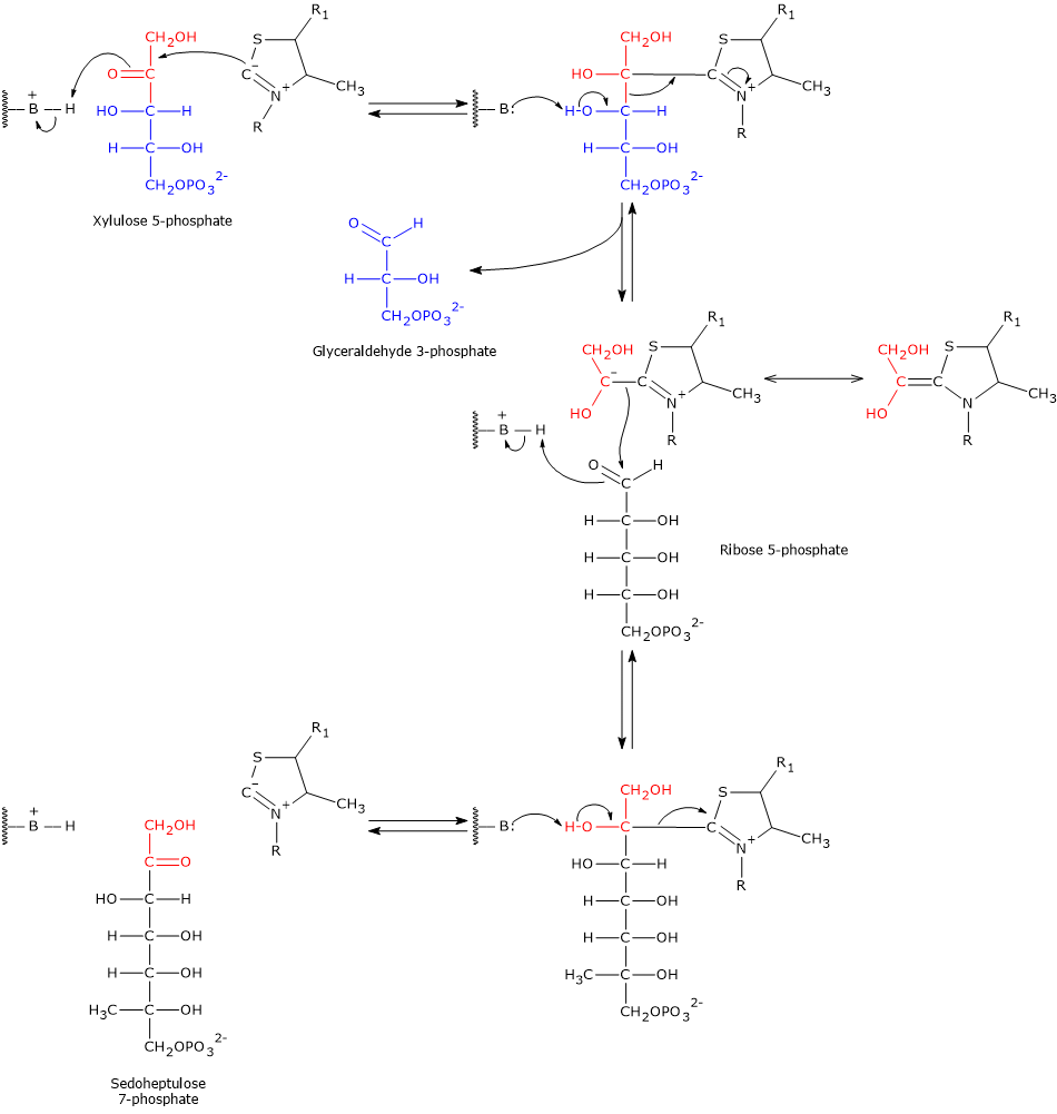 Catalytic mechanism of transketolase, enzyme of the pentose phosphate pathway