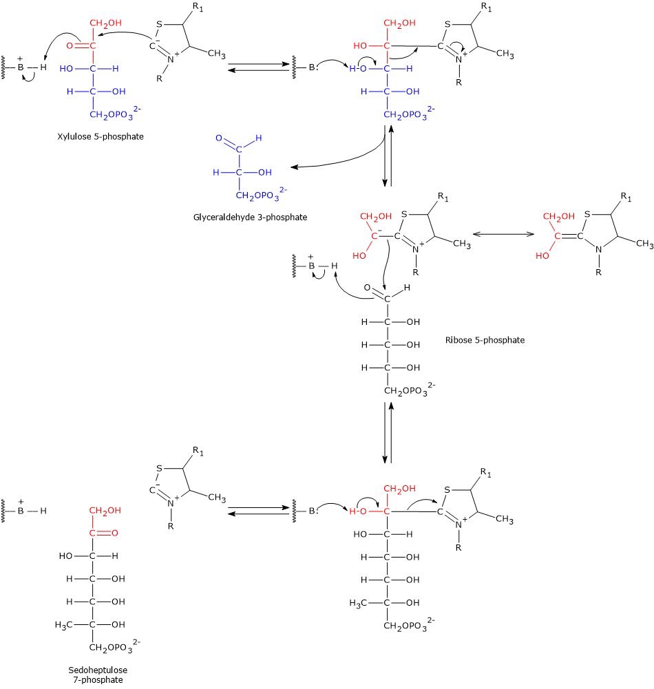 Catalytic mechanism of transketolase of the pentose phosphate pathway