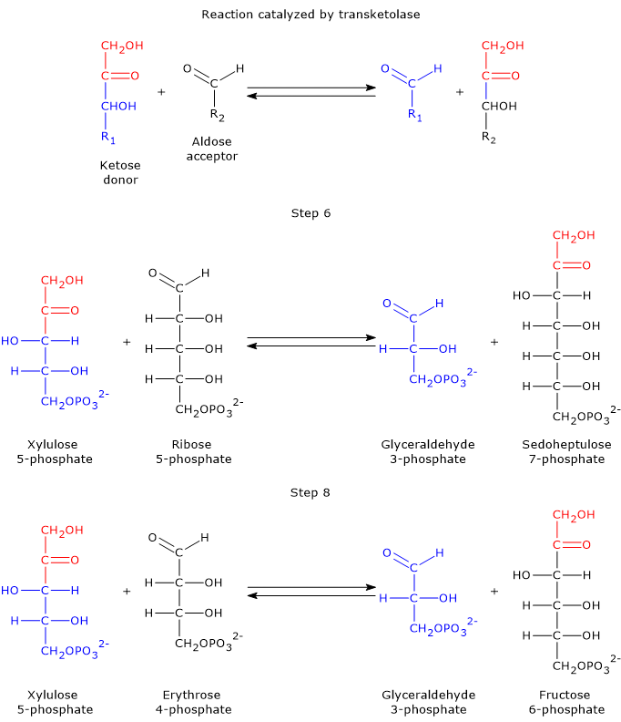 The general reaction, and the step 6 and 8 of the pentose phosphate pathway catalyzed by transketolase