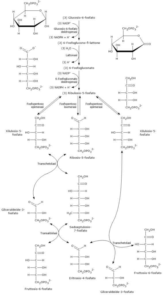 La via del pentoso fosfato, gli enzimi coinvolti, gli intermedi e i prodotti