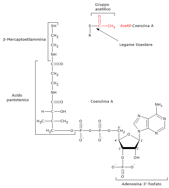 Formula di struttura del coenzima A dell’acetil-coenzima A