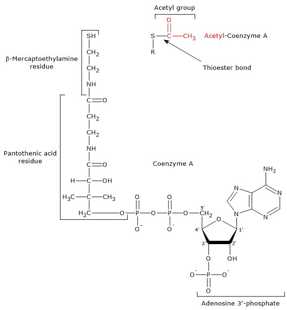 Skeletal formula of coenzyme A and acetyl-coenzyme A