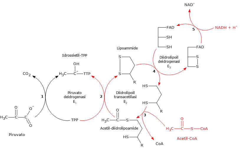 Inibizione a feed-back del complesso della piruvato deidrogenasi