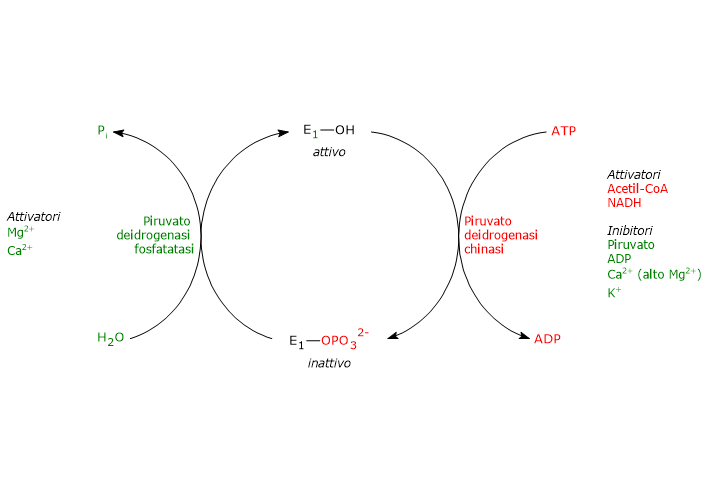 Regolazione mediante modificazione covalente del complesso della piruvato deidrogenasi
