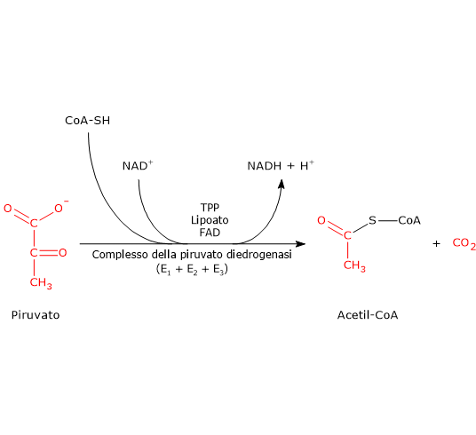 La decarbossilazione ossidativa del piruvato catalizzata dal complesso della piruvato deidrogenasi